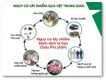 Nguy cơ lây nhiễm qua vật trung gian của bệnh dịch tả heo Châu Phi