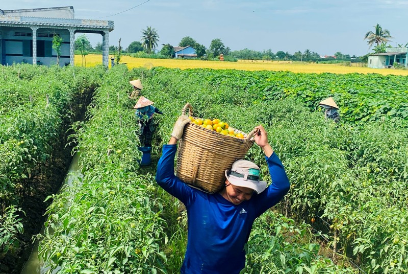 Thu hoạch nông sản trên địa bàn huyện Gò Công Tây.