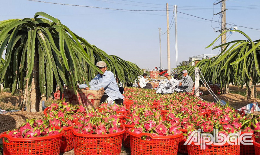 Ảnh minh họa. Nguồn: baoapbac.vn