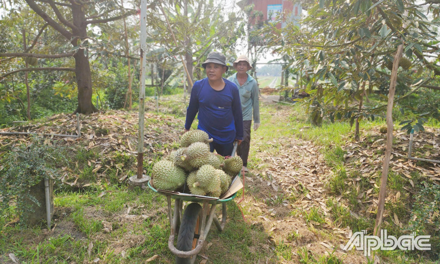 Thương lái thu mua sầu riêng của nông dân tại TX. Cai Lậy. Nguồn báo Ấp Bắc.