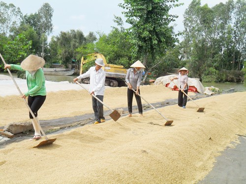 Mô hình sân phơi lúa của hội viên phụ nữ xã Tân Hòa Tây giúp giải quyết công ăn việc làm cho lao động nông thôn