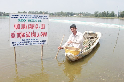 Anh Trương Văn Xóm, ấp Bắc, xã Tân Phú (Cai Lậy), một trong 6 hộ tham gia mô hình “cá - lúa” đang cho cá ăn