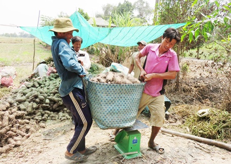 Người trồng khoai mỡ phấn khởi khi trúng mùa, được giá