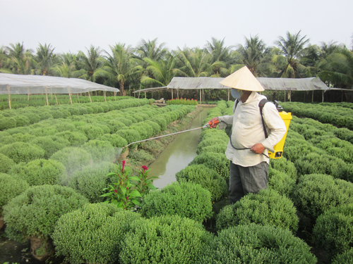 Nông dân đang tích cực chăm sóc hoa