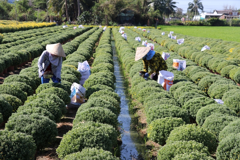 Chăm sóc hoa ở xã Thạnh Trị, huyện Gò Công Tây.