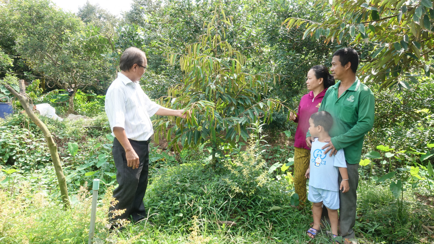 Gia đình anh Hồ Ngọc Thích được hỗ trợ vốn cải tạo vườn từ  Dự án “Trồng và chăm sóc cây sầu riêng”